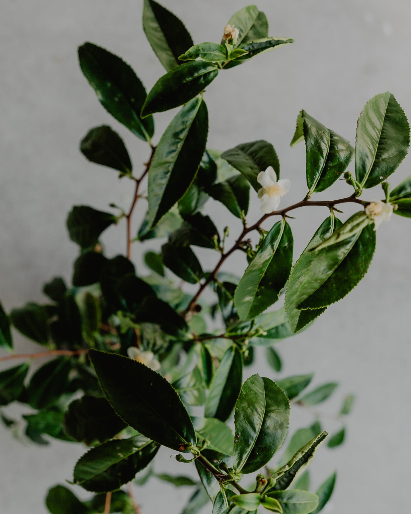 Where Does Tea Come From?