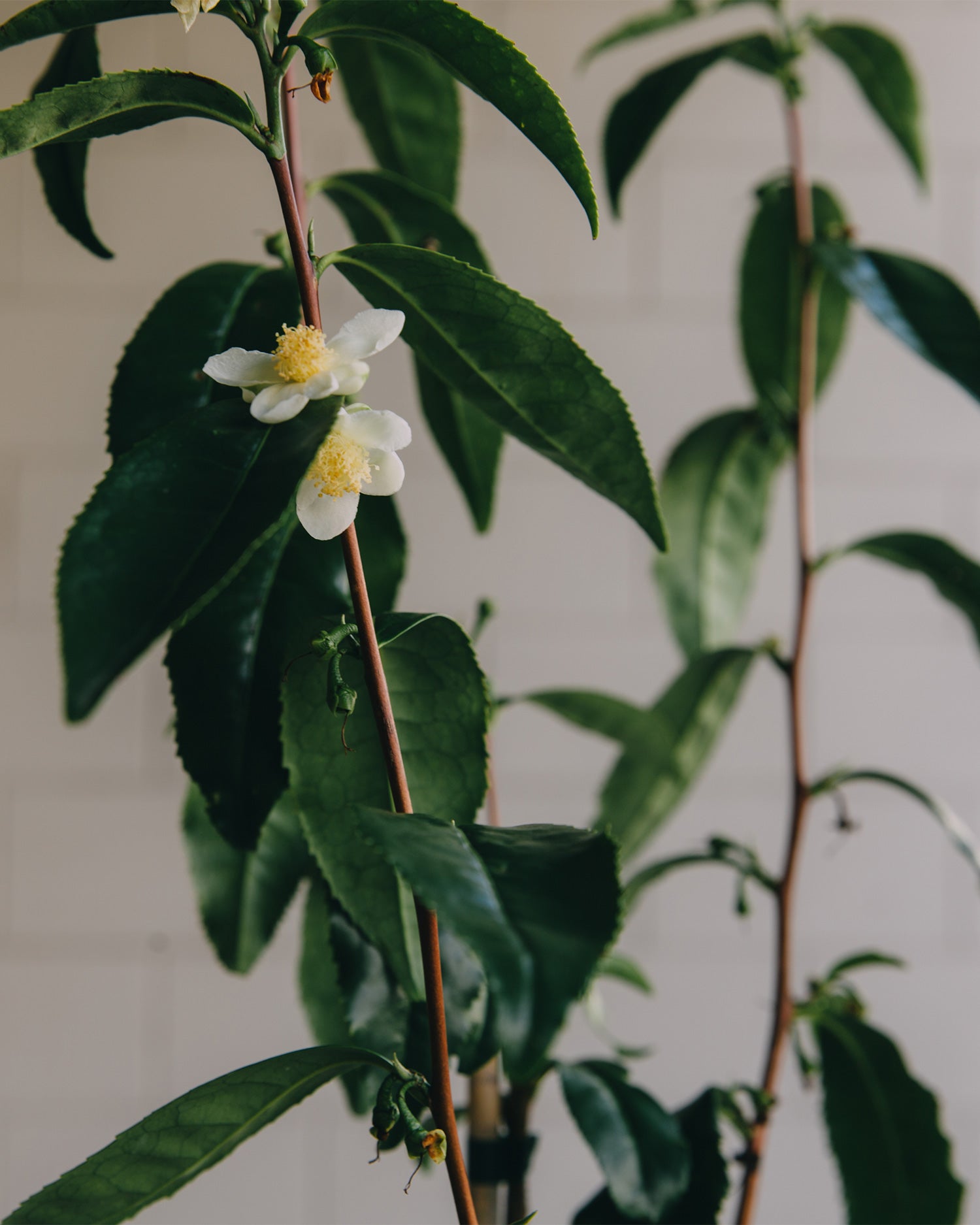 Websters---Tea-Plant---3-reduced.jpg