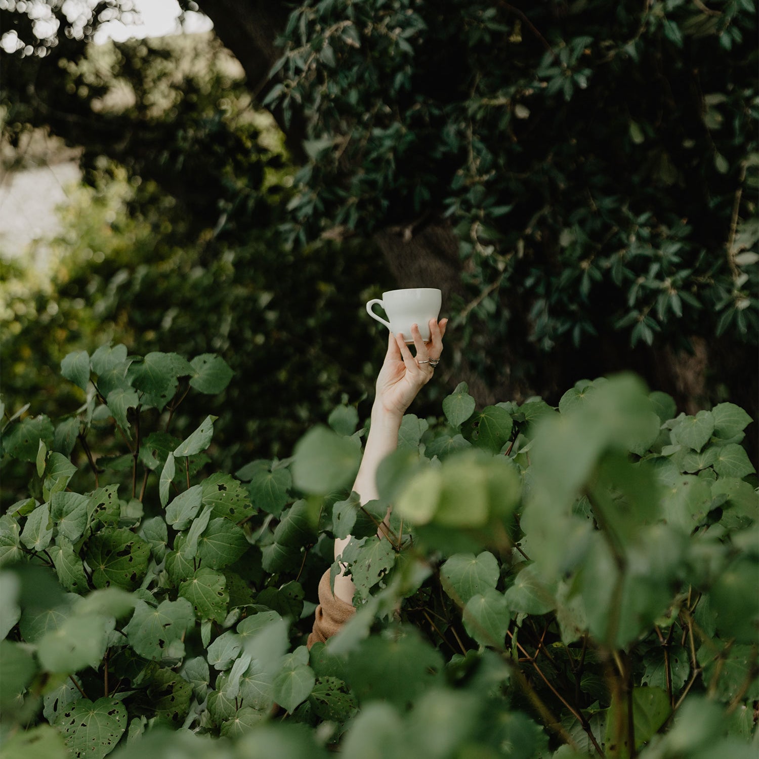 Discovering The Joy of Kawakawa