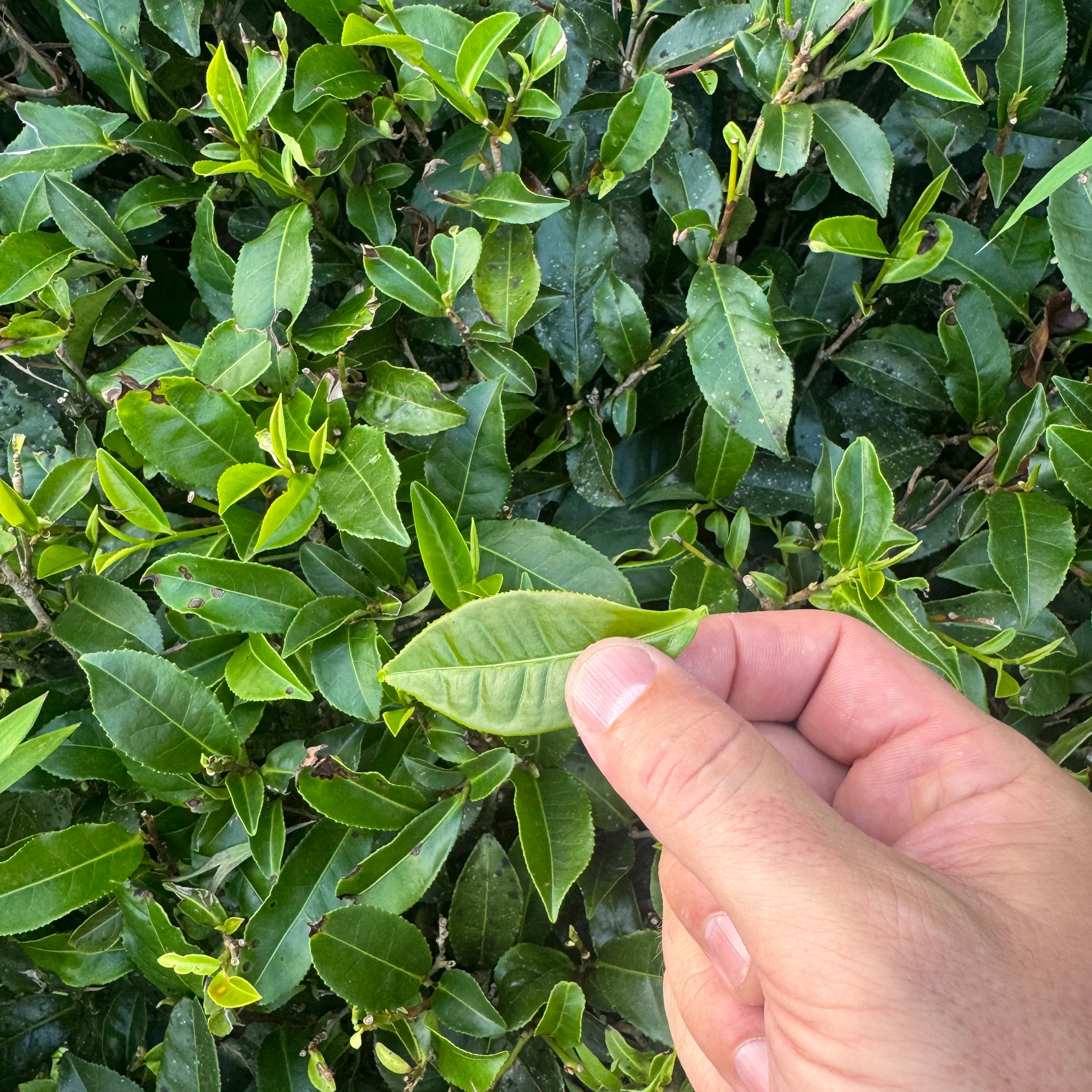 What Truly Goes Into a Cup of Webster's Tea