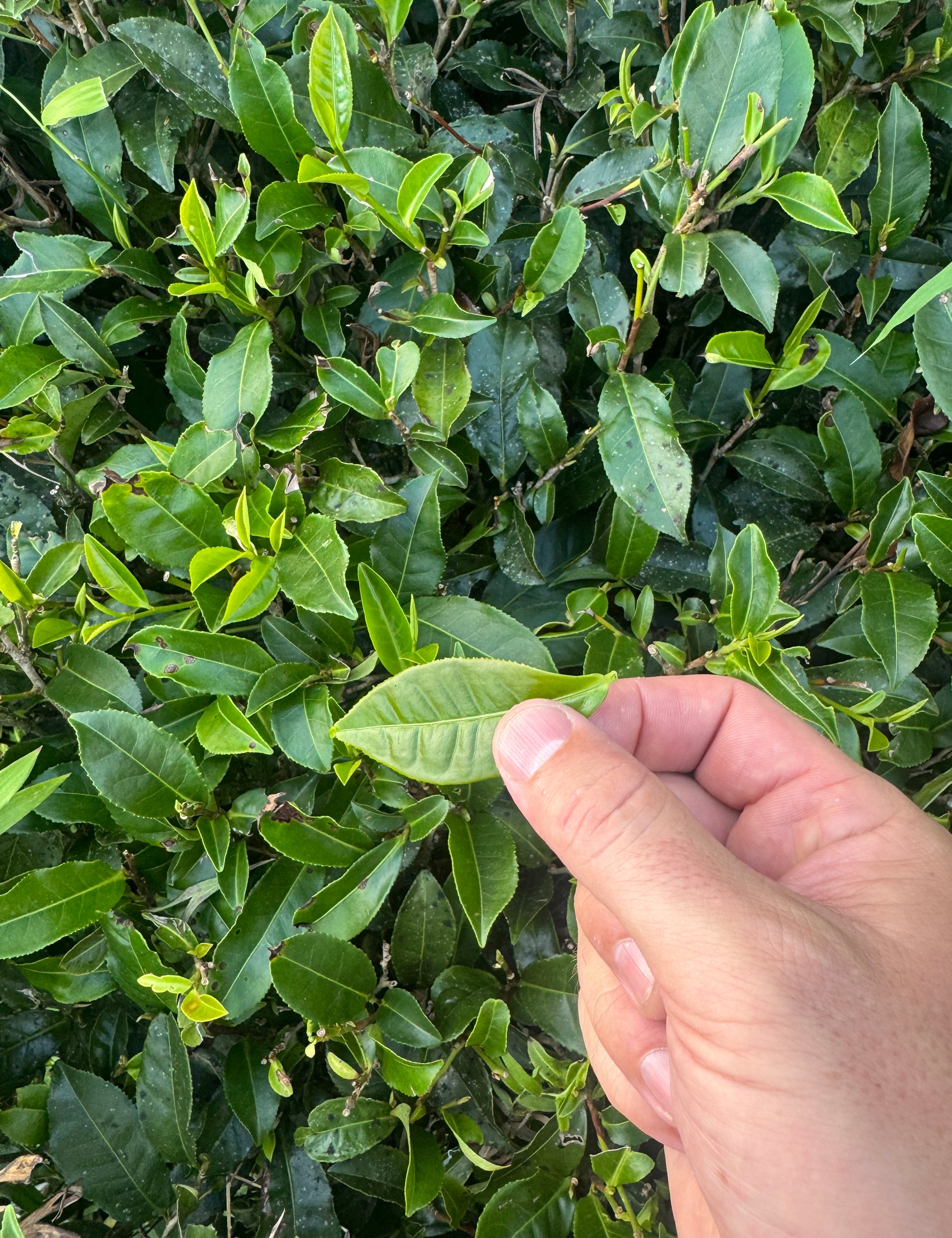 What Truly Goes Into a Cup of Webster's Tea
