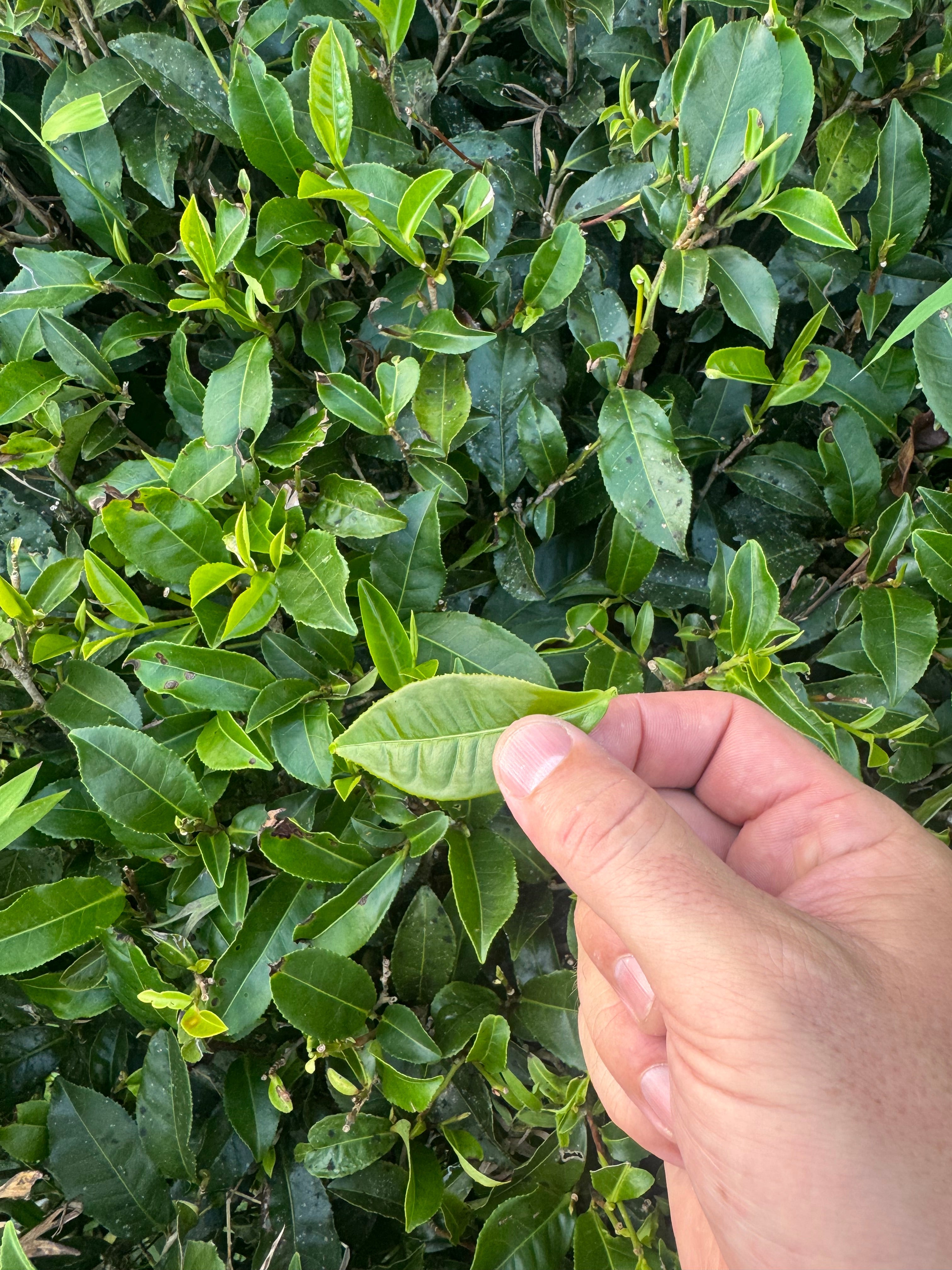 What Truly Goes Into a Cup of Webster's Tea