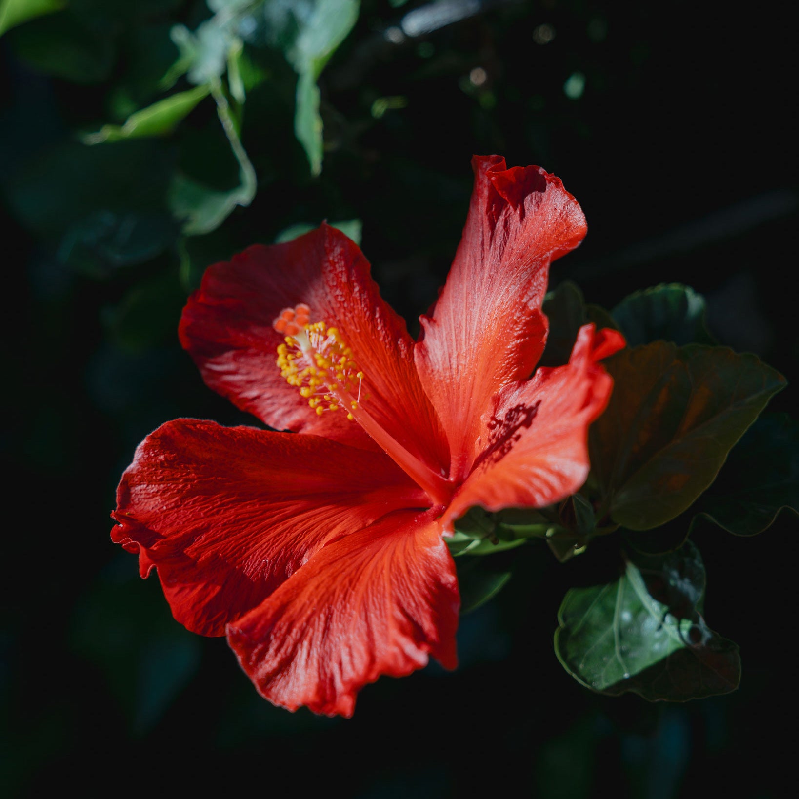 Pure Hibiscus