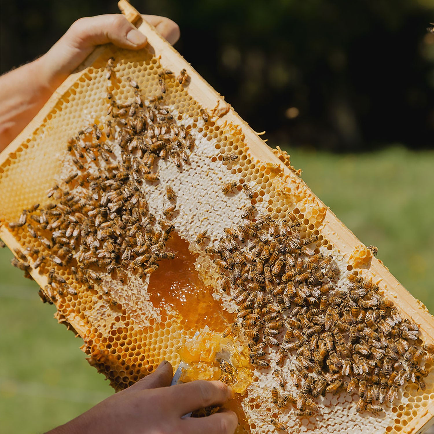 Woodgrain Bees Pure Honey